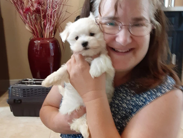 Maltese Hypoallergenic Teacup Maltese Puppies Looking for a New Home