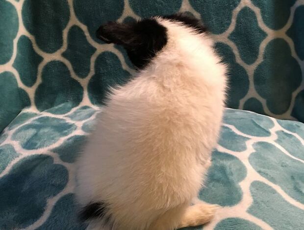 Papillon Adorable Papillon puppies