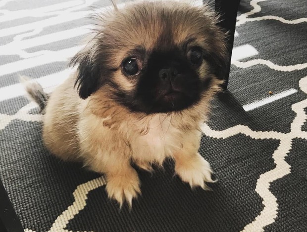 Pekingese Purebred Pekingese for rehoming