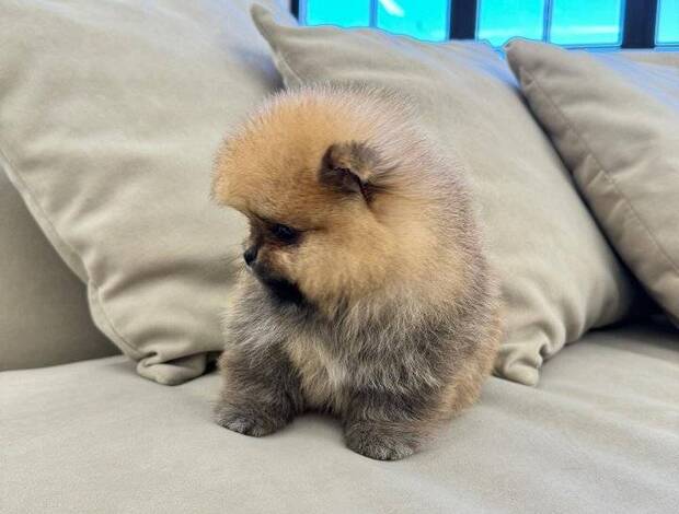 Pomeranian Beautiful Pomeranian Puppies For Sale.