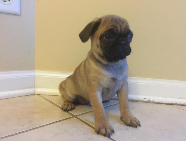 Pug Pug Puppies Available For New Homes