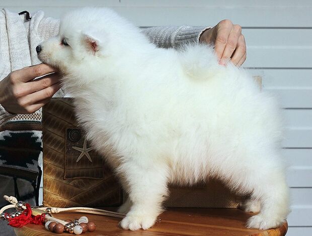 Samoyed Adorable And Cute Little Samoyed Puppies