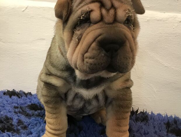 Shar Pei We Have Two Beautiful Shar Pei Puppies