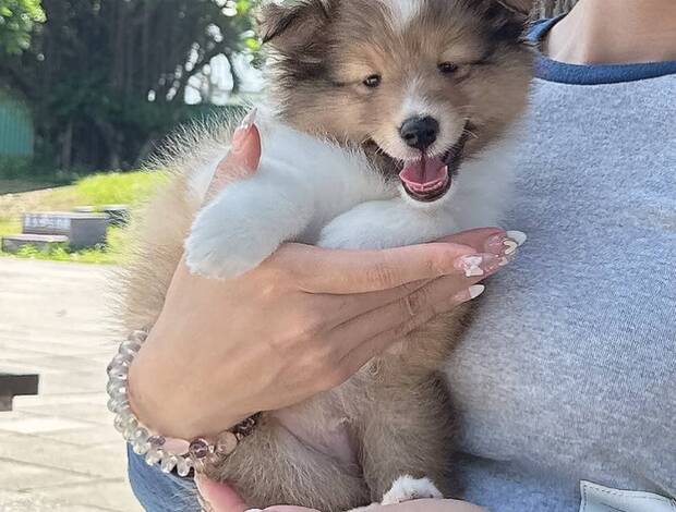 Shetland Sheepdog Adorable Sheltie Puppies