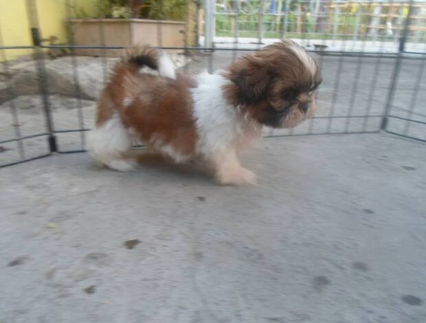 Shih Tzu Adorable Shih Tzu Puppies