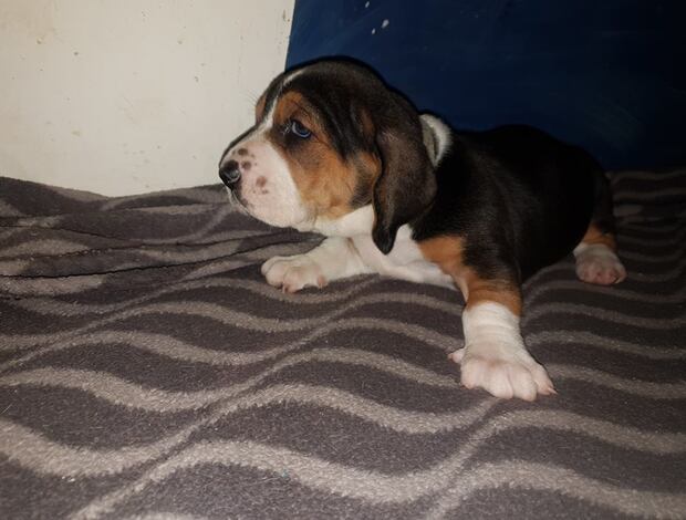 Basset Hound Cute Basset Hound puppies Searching For lovely homes