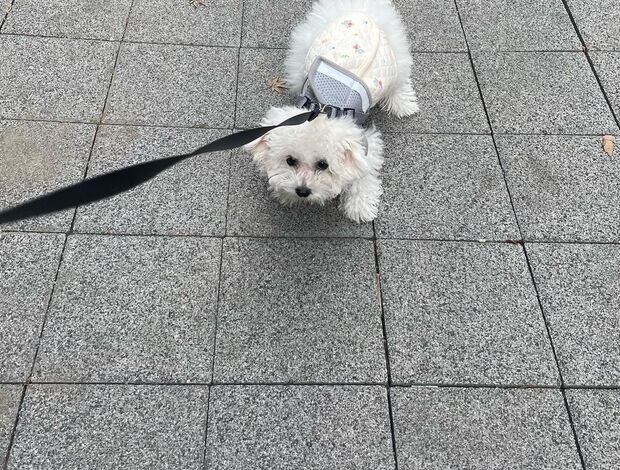 Bichon Frise Lovely Bichon Frise Puppies