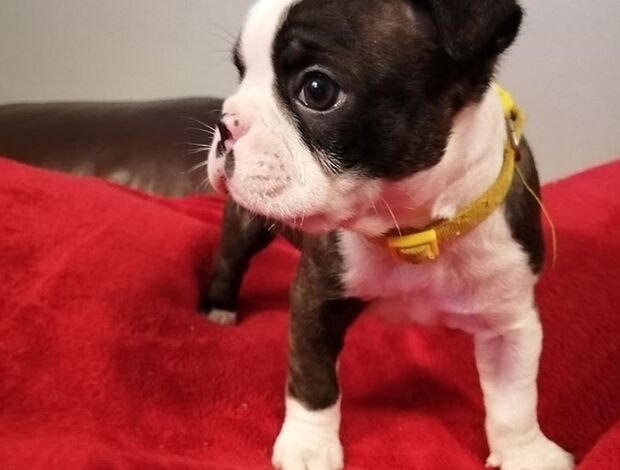 Boston Terrier Healthy Boston Terrier Puppies Available