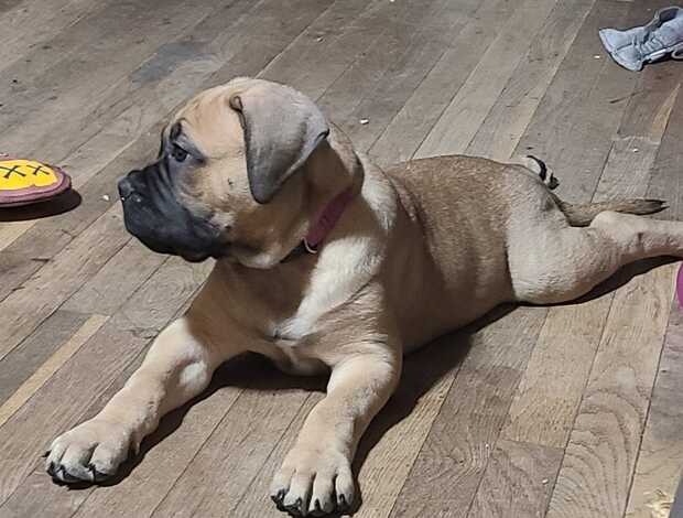 Bullmastiff Top Quality Bullmastiff Puppies Available Now
