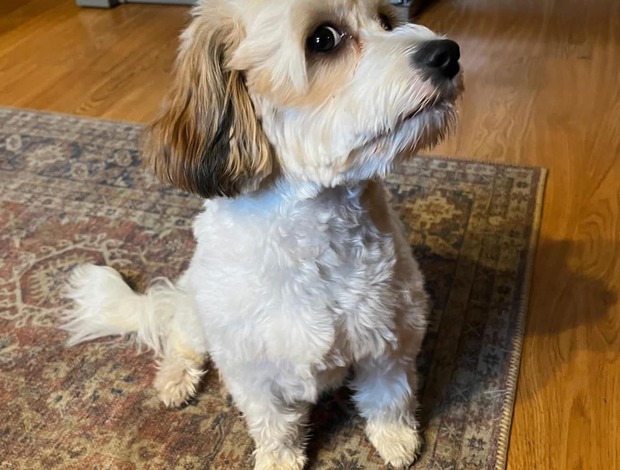 Other Outstanding Quality Cavachon for rehoming