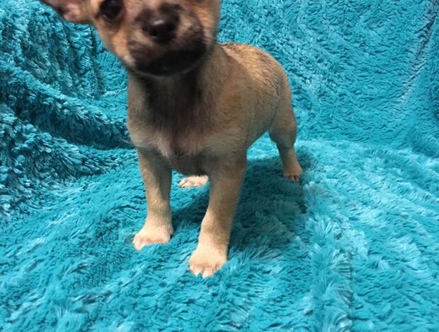 Chihuahua Potty Trained Chihuahua Puppies Looking for a New Home