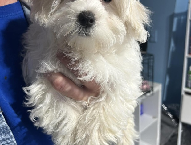 Coton de Tulear Coton De Tulear Puppies, Ready to Go.