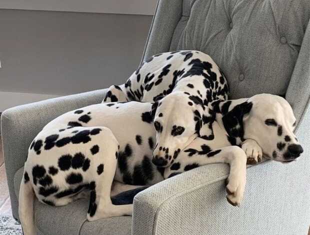 Dalmatian Male And Female Dalmatian Beautiful Puppies