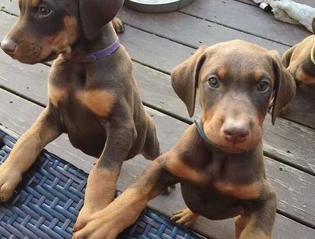 Doberman Pinscher Home Raised Doberman Pinscher Puppies