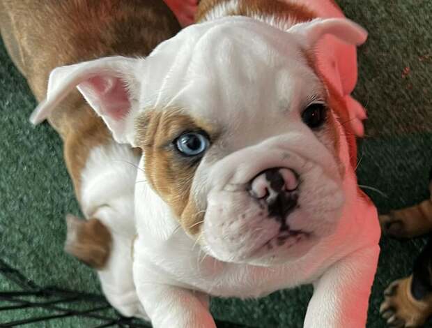 Bulldog AKC Registered English Bulldog Puppies for Adoption