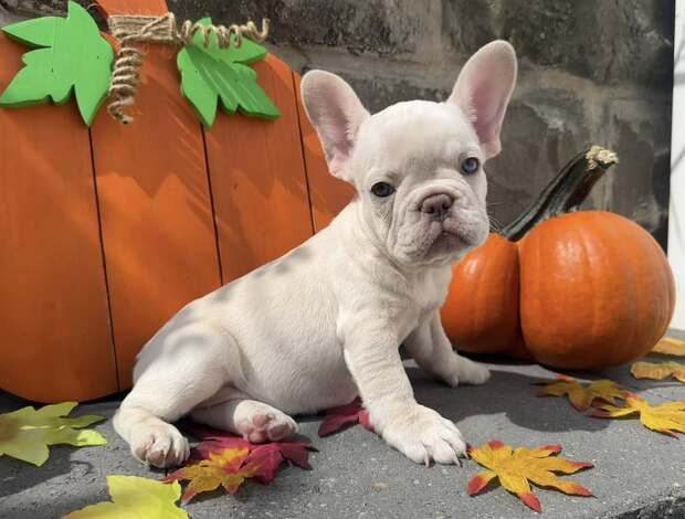 French Bulldog Amazing French Bulldog Puppies