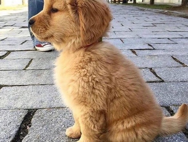 Golden Retriever Registered Golden Retriever Puppies