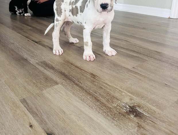 Great Dane Champion bloodline Great Dane Puppies for sale