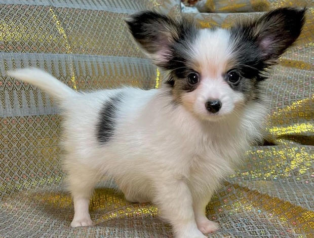 Papillon Adorable Papillon puppies