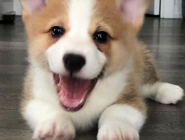 Welsh Corgi, Pembroke Pembroke Welsh Corgi Puppies