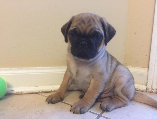 Pug Pug Puppies Available For New Homes