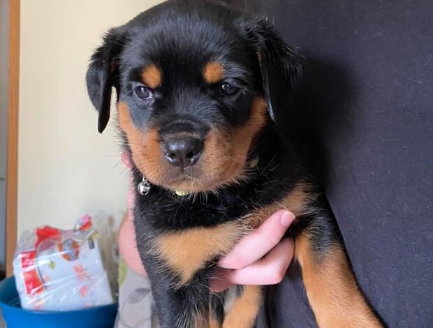 Rottweiler Home Raised Rottweiler Puppies
