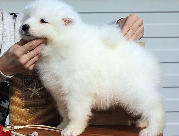 Samoyed Adorable And Cute Little Samoyed Puppies
