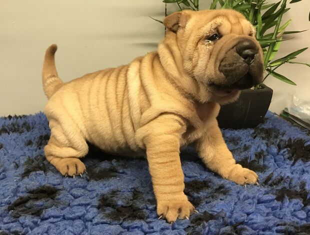 Shar Pei We Have Two Beautiful Shar Pei Puppies