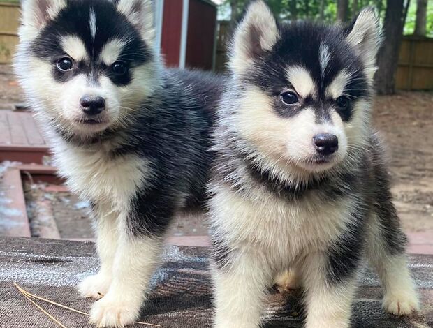 Siberian Husky Gorgeous Siberian Husky Puppies available