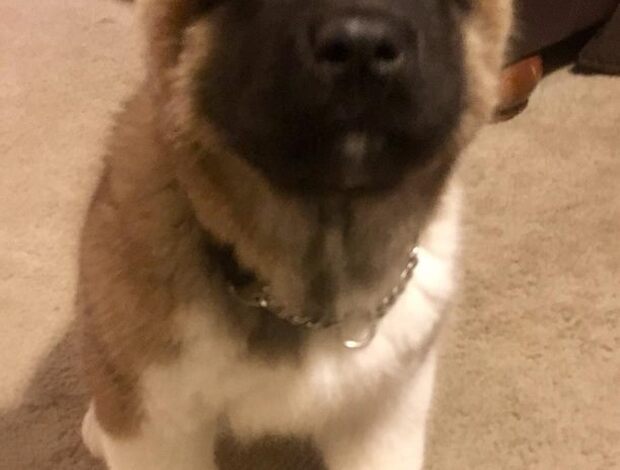American Akita Healthy Male And Female American Akita Puppies Available