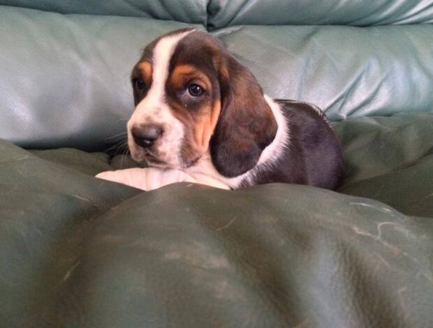 Basset Hound Cute Basset Hound puppies Searching For lovely homes