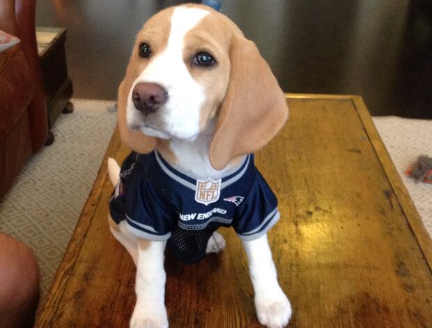 Beagle Adorable Beagle Puppies