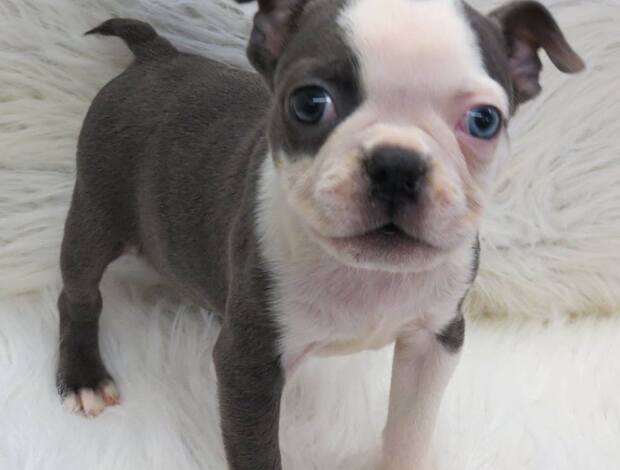Boston Terrier Healthy Boston Terrier Puppies Available