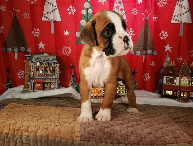 Boxer Healthy, Adorable Boxer Puppies Available