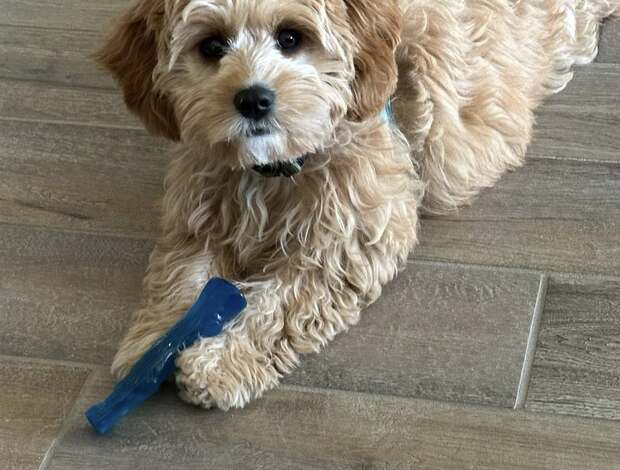 Other Outstanding Quality Cavachon for rehoming