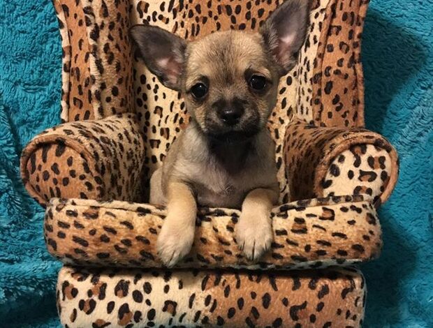 Chihuahua Potty Trained Chihuahua Puppies Looking for a New Home