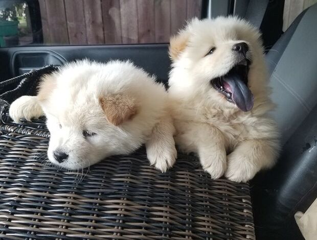 Chow Chow Affectionate Chow Chow Puppies For Rehoming