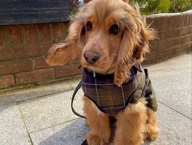 American Cocker Spaniel Beautiful Cocker Spaniel puppies Available Now!!