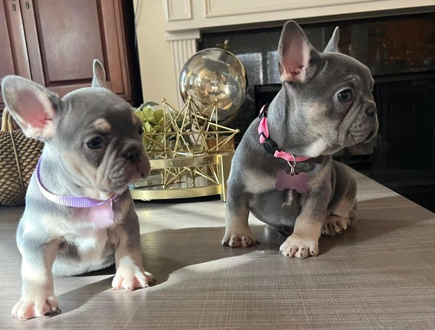 French Bulldog Amazing French Bulldog Puppies