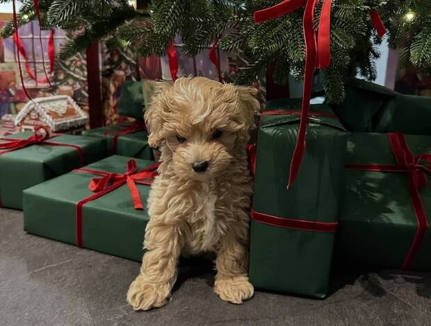 Other Magnificent Tea Cup Maltipoo Puppies