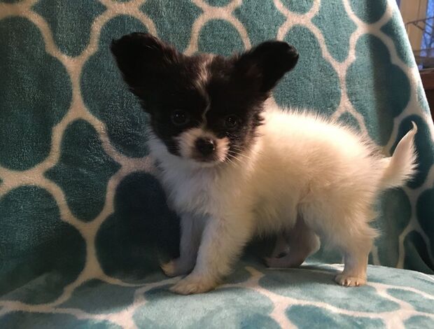 Papillon Adorable Papillon puppies