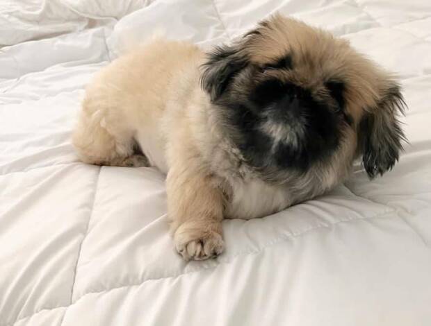 Pekingese Purebred Pekingese for rehoming