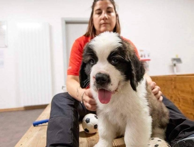 St Bernard Lovely Saint Bernard Puppies