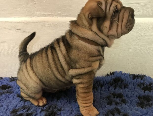 Shar Pei We Have Two Beautiful Shar Pei Puppies