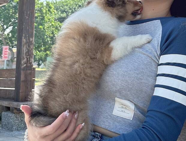 Shetland Sheepdog Adorable Sheltie Puppies