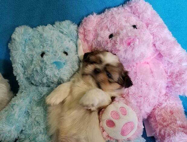 Shih Tzu Adorable Shih Tzu Puppies