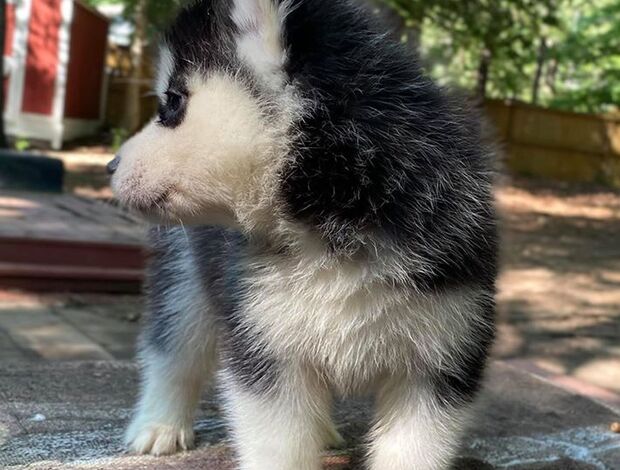 Siberian Husky Gorgeous Siberian Husky Puppies available
