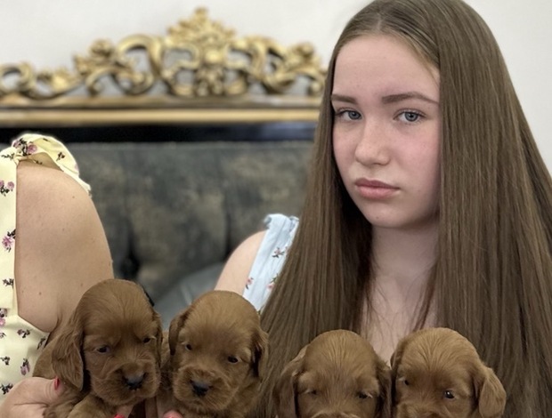 Other Cockapoo puppies for sale