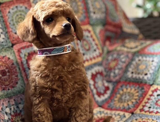 Poodle Toy Poodle Puppies for Sale