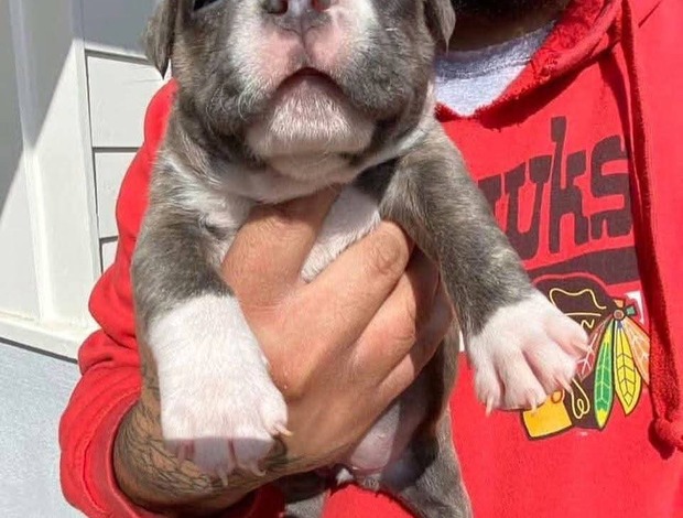 American Pit Bull Terrier Pitbull puppies for sale